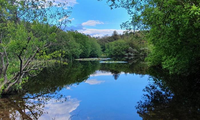 Pond at Pembrey Country Park